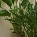 plants-ecommerce-product-featured-img-15