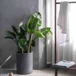plants-ecommerce-product-featured-img-4
