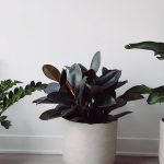 plants-ecommerce-product-featured-img-5