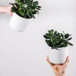 plants-ecommerce-product-featured-img-2