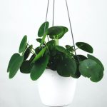 plants-ecommerce-product-featured-img-11