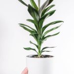 plants-ecommerce-product-featured-img-20