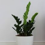 plants-ecommerce-product-featured-img-16