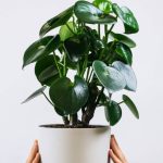 plants-ecommerce-product-featured-img-6
