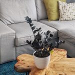 plants-ecommerce-product-featured-img-18