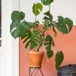 plants-ecommerce-product-featured-img-14