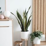 plants-ecommerce-product-featured-img-3